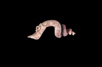 藏品(武裝蚯蚓螺)的圖片